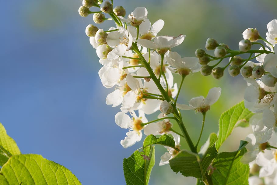 spring, flower, flowers, background, focus, closeup, outdoor HD wallpaper