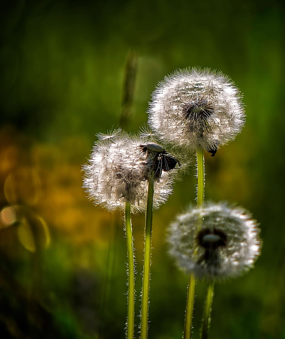 spring, dandelion, wild, nature, macro, light, flower, fragility HD wallpaper