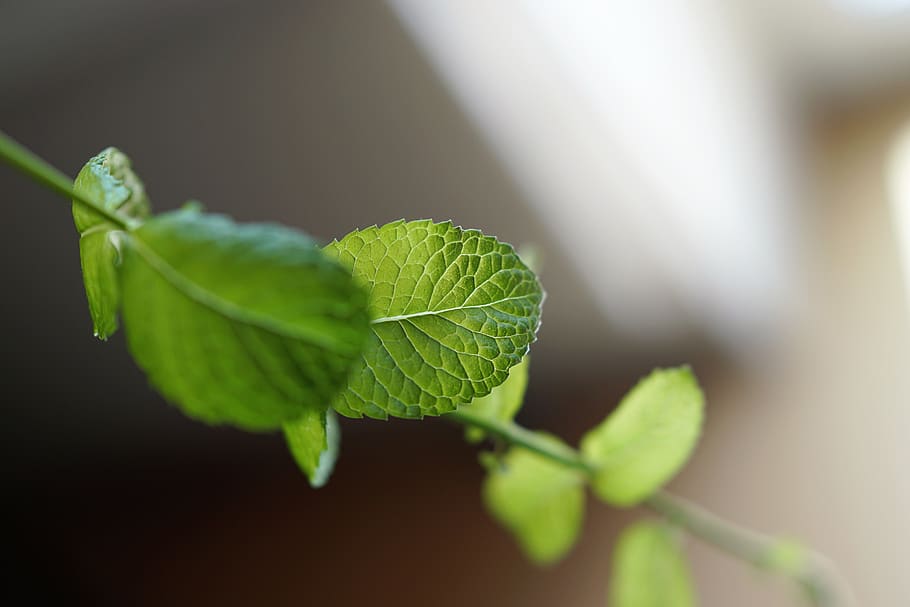 mint, leaf, green, grass, nature, cell, tree, wood, mojito HD wallpaper