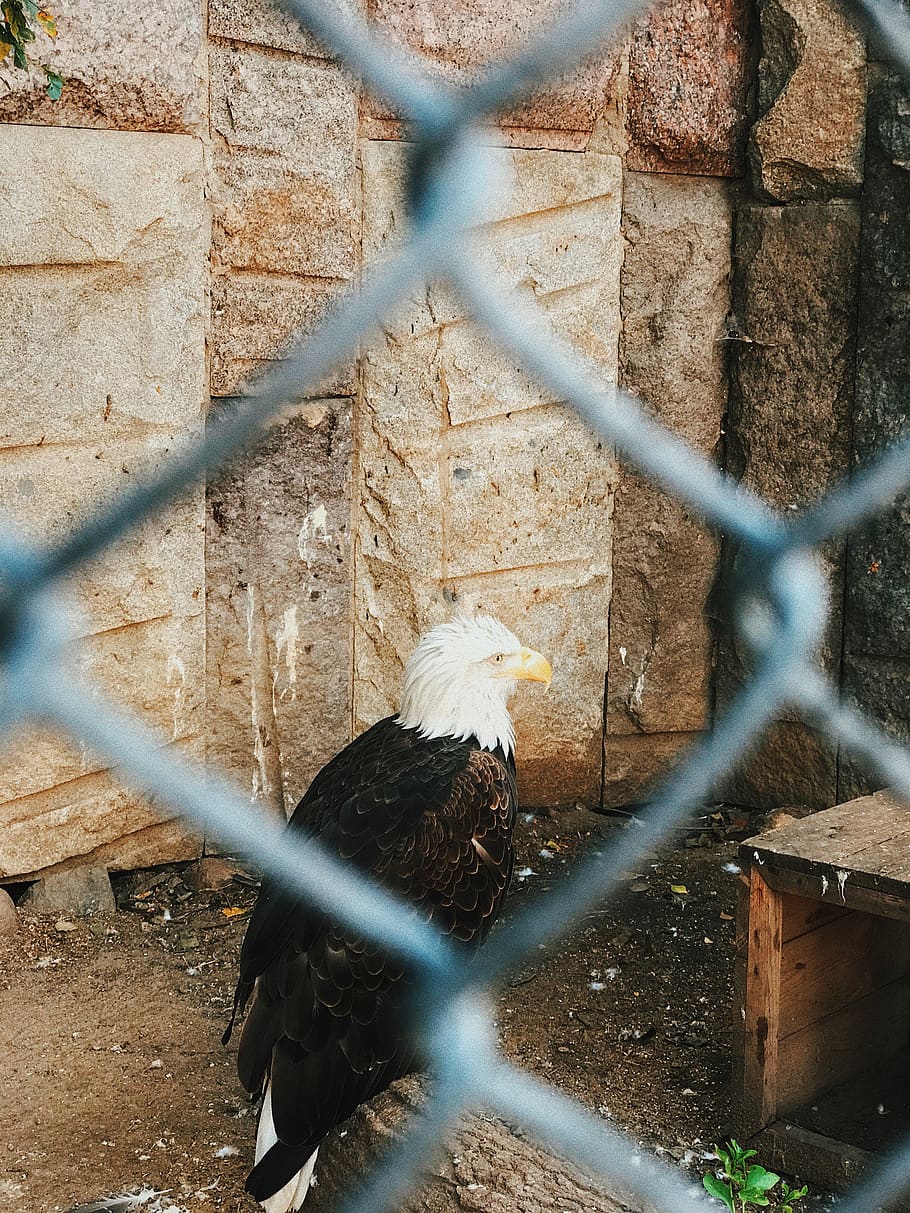 eagle, animal, bird, bald eagle, zoo, wood, poultry, fowl, chicken HD wallpaper