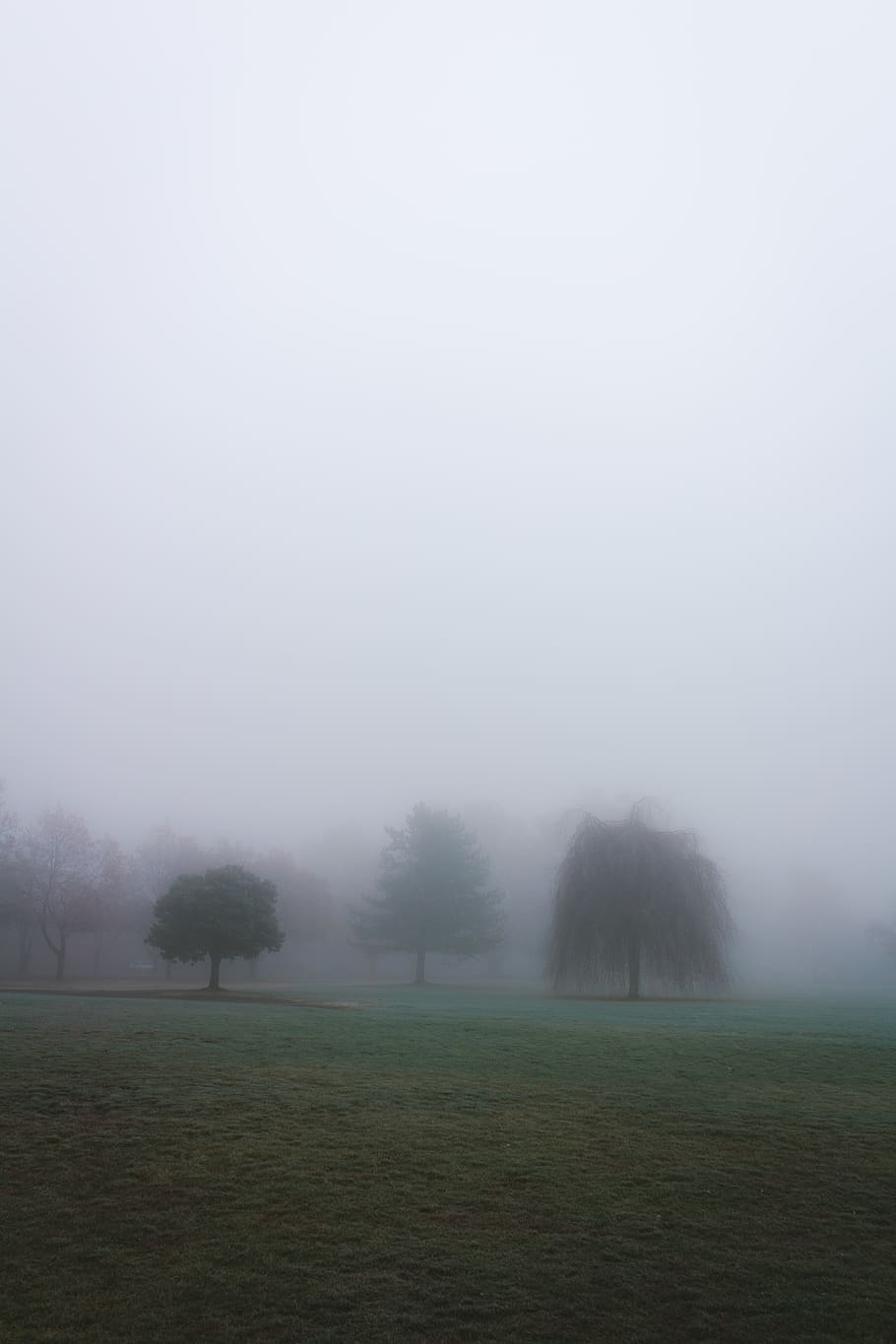 fog, environment, plant, landscape, tree, beauty in nature HD wallpaper