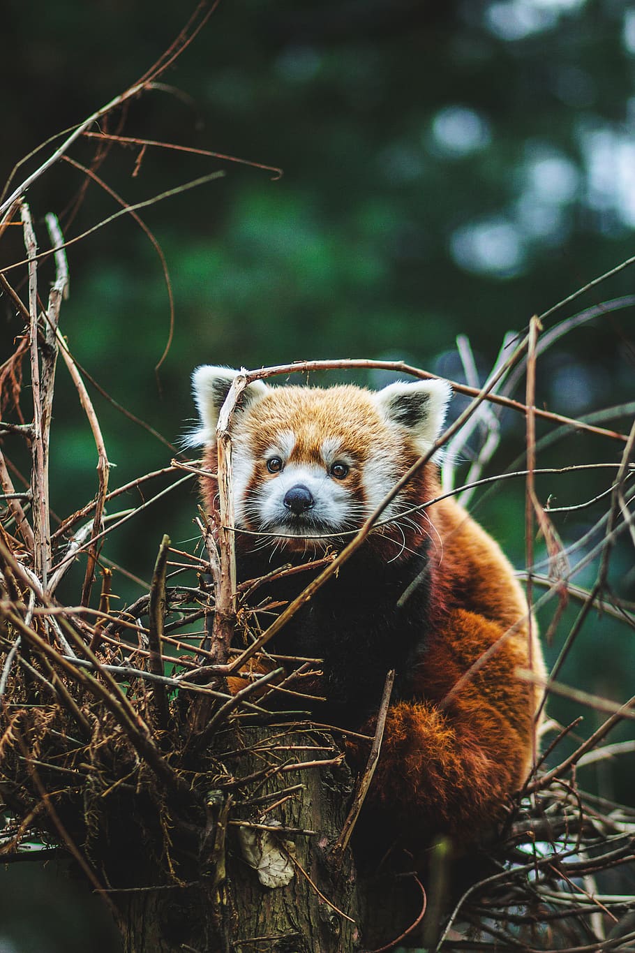 red panda on tree, animal themes, one animal, mammal, animal wildlife HD wallpaper