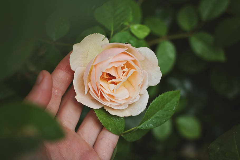 person holding beige rose flower, plant, freshness, beauty in nature