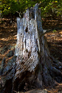 Old rotten tree stump., wood, plant, wood - material, land, nature HD wallpaper