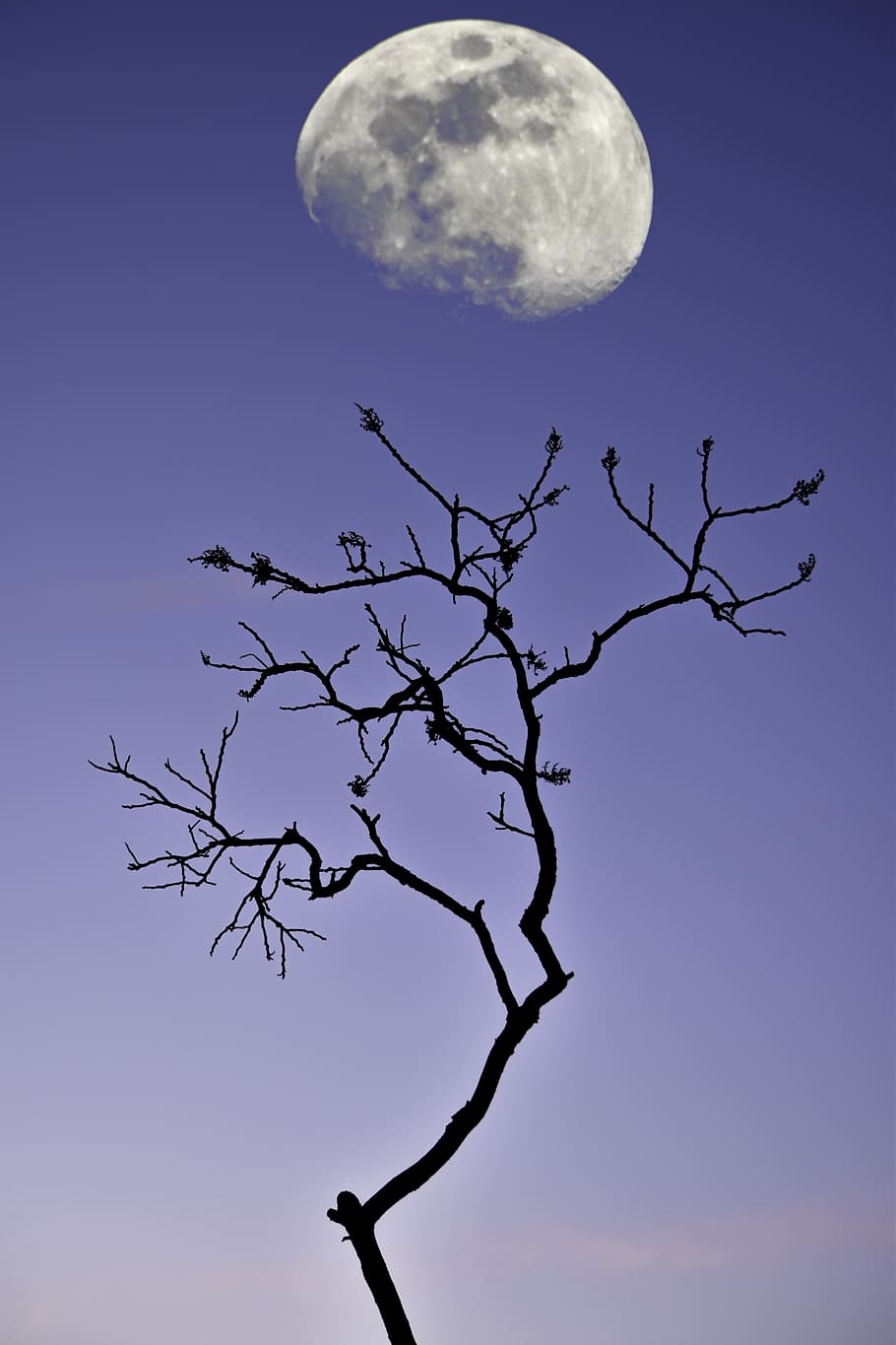 tree, moon, shadow, evening, night, sunset, spring, sky, astronomy, HD wallpaper