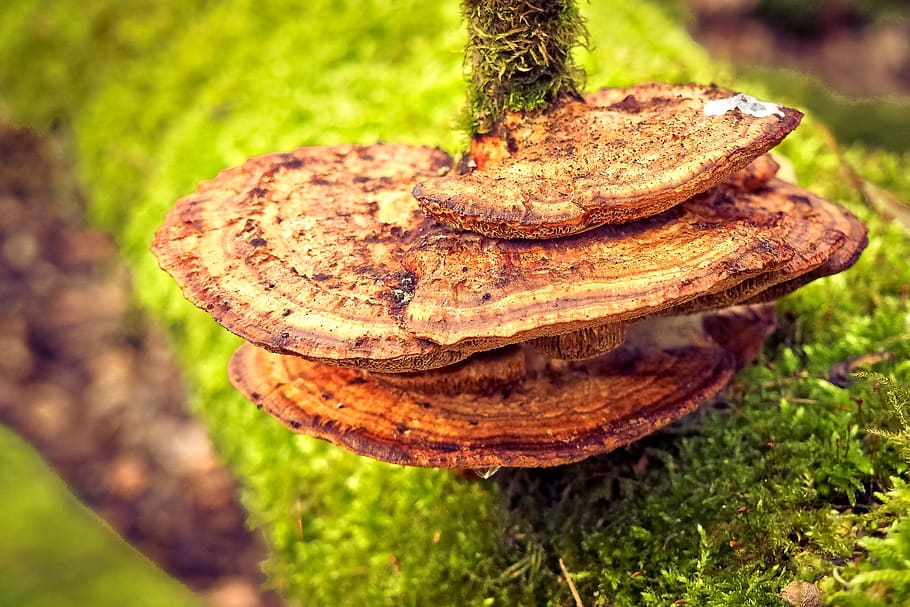 Brown Mushroom, bark, blur, close-up, daylight, focus, fungus HD wallpaper