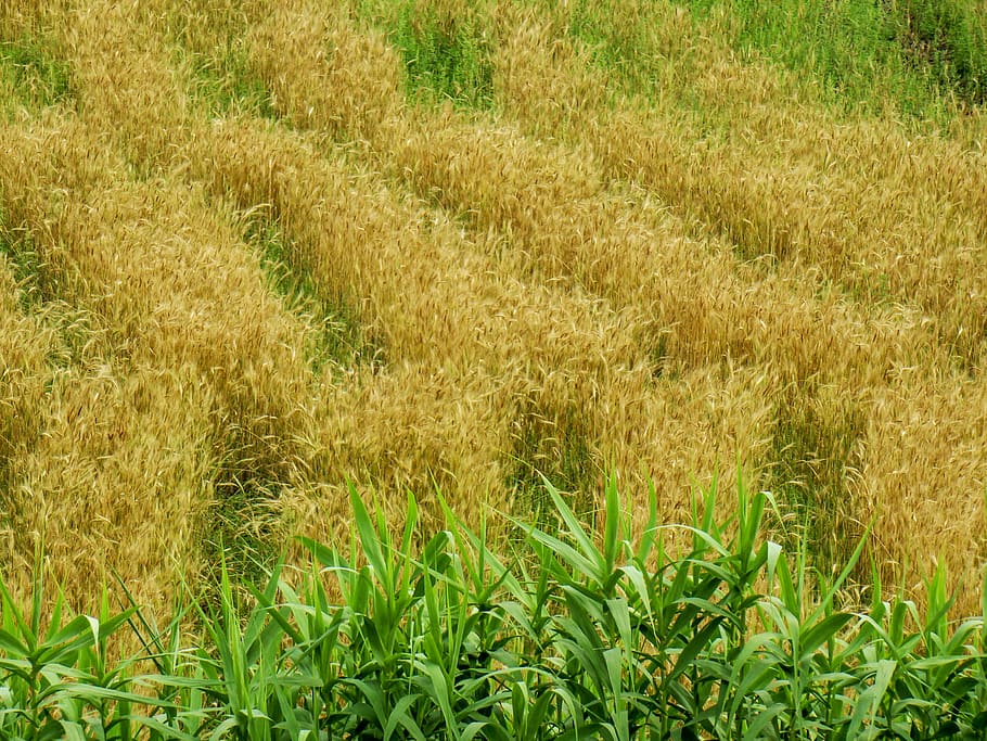 nepal, balkot, plant, growth, land, landscape, field, agriculture HD wallpaper