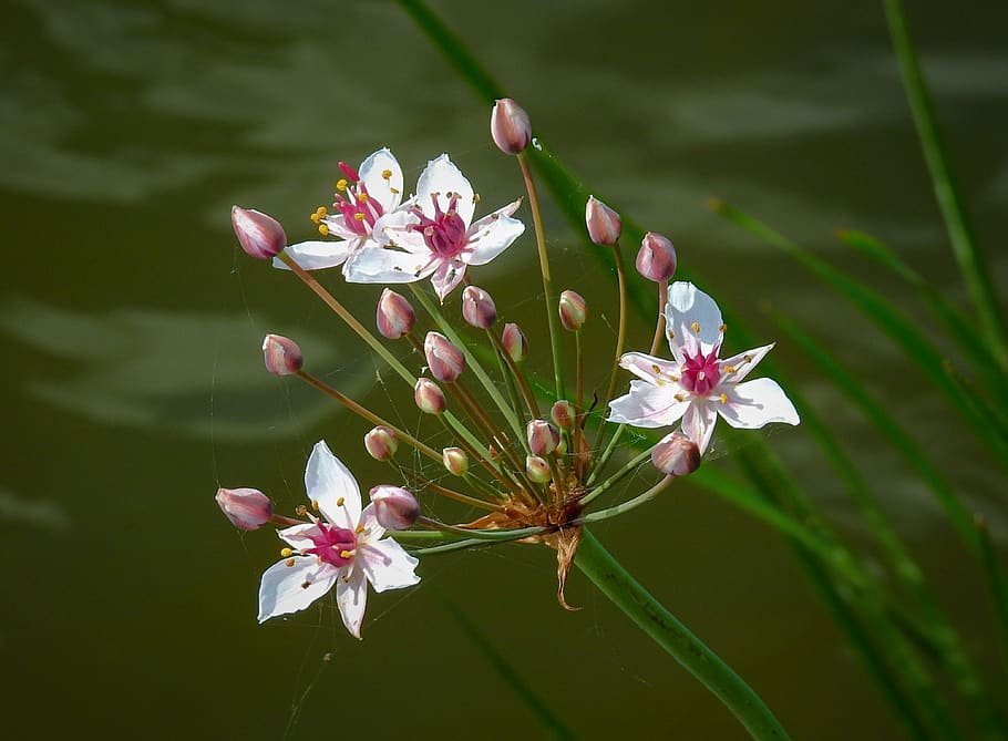 over the river oder, flower water, nature, flowering plant HD wallpaper