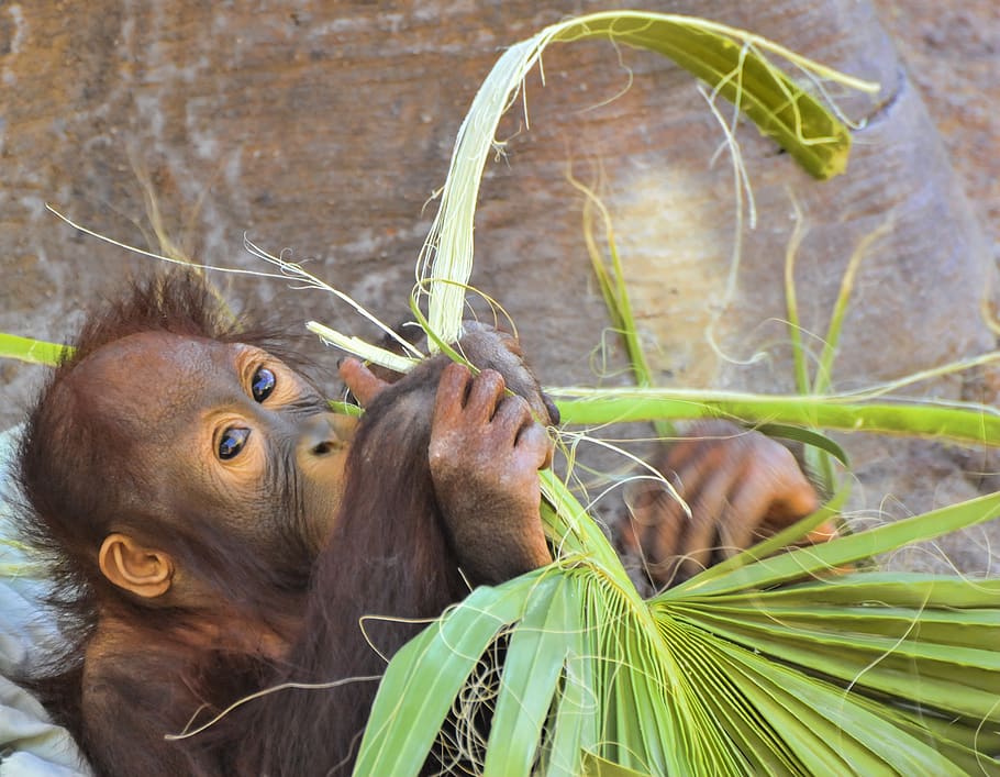 orangutan, ape, mammal, monkey, primate, borneo, wildlife, jungle HD wallpaper