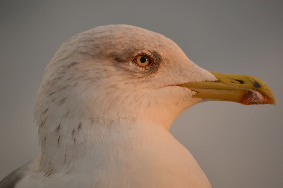 seagull, birds, animals, costa, one animal, animal themes, animal wildlife HD wallpaper