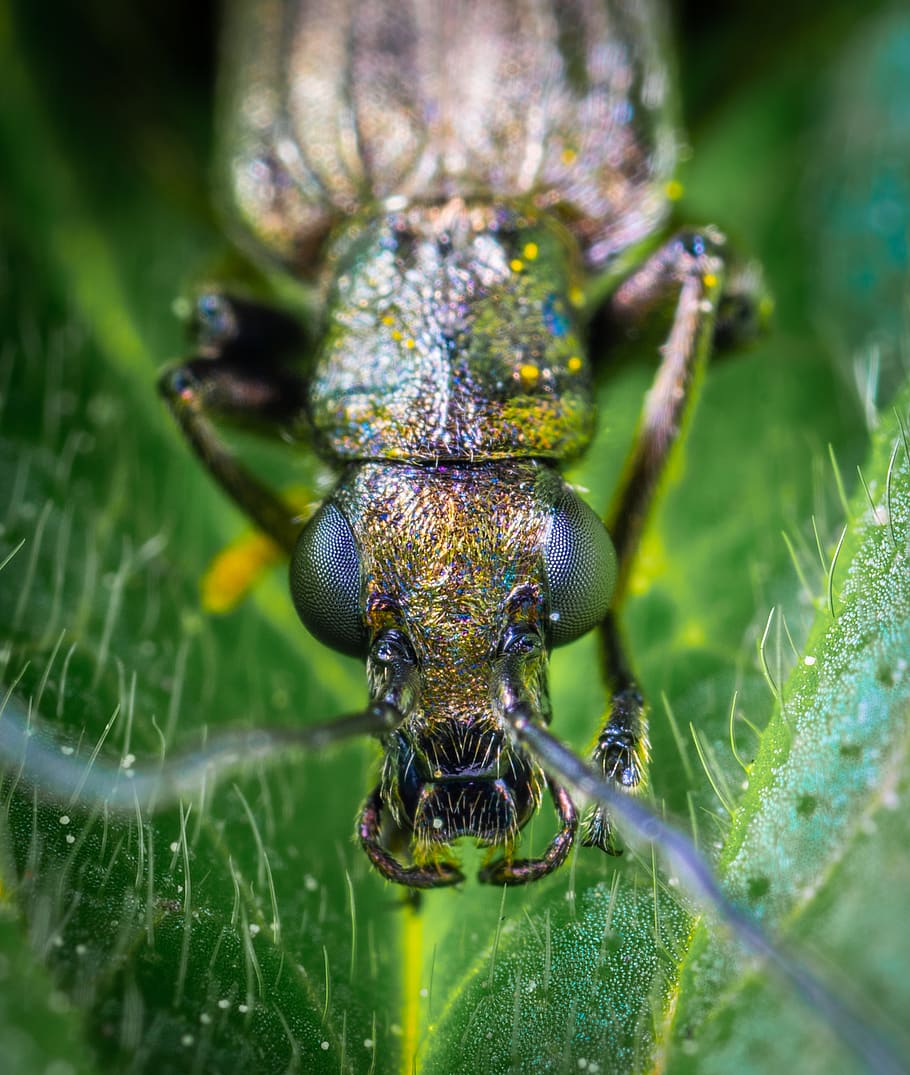 beetle bug close entomology