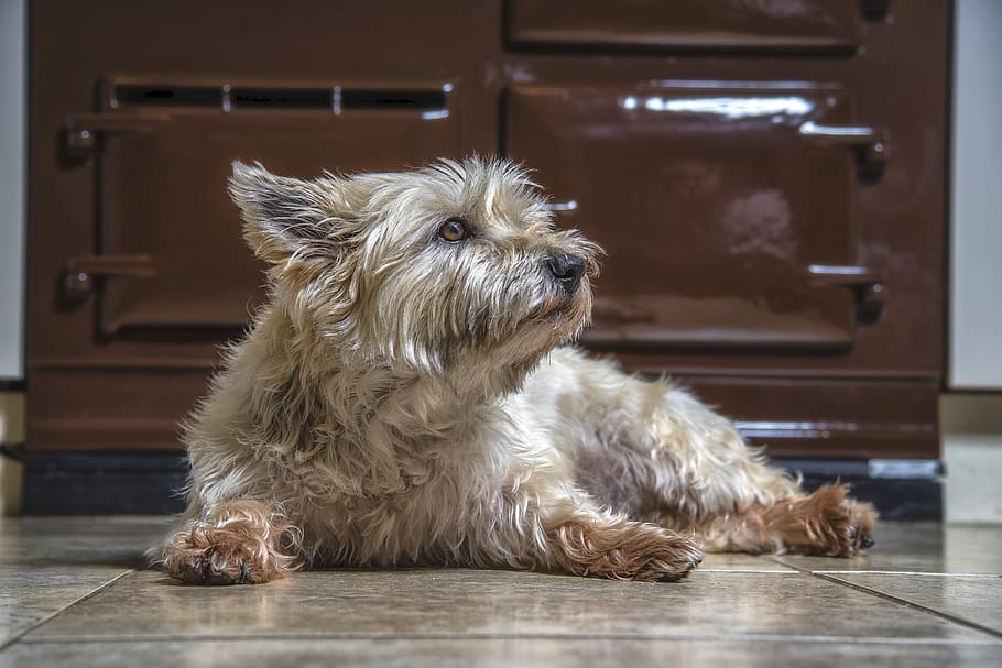 medium-coated brown dog, pet, canine, mammal, animal, terrier HD wallpaper