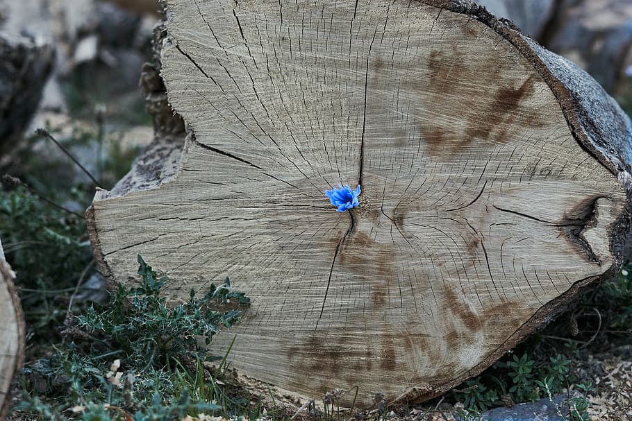 log, wood, flower, cornflower, blue, forest, green, nature HD wallpaper