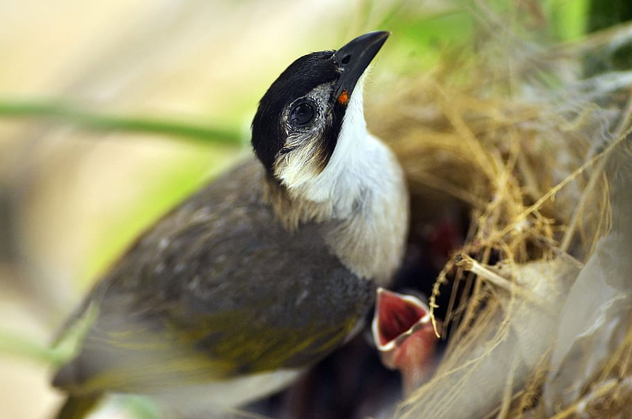 Selective Focus Photography of White and Brown Bird Perching on Nest HD wallpaper