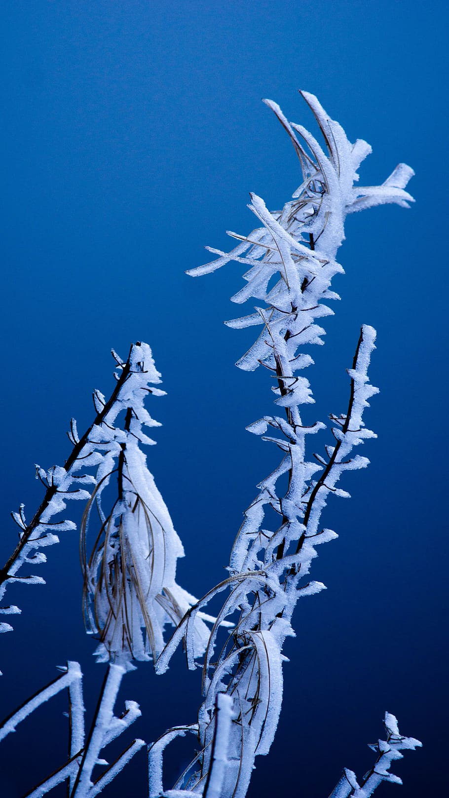 frost, blue, nature, plant, beauty in nature, no people, cold temperature HD wallpaper