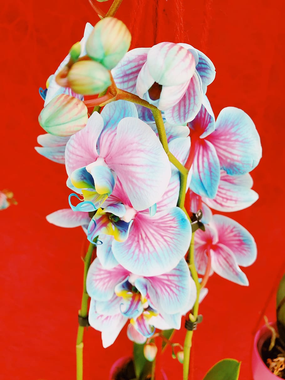 keukenhof, netherlands, lisse, floral, orchid, pink, blue, multicolor, HD wallpaper