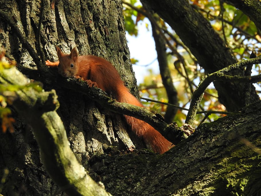 squirrel, nature, tree, poland, forest, plant, branch, tree trunk HD wallpaper
