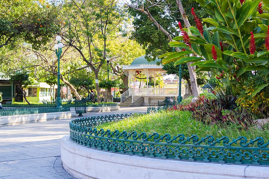 chiapas, méxico, park, trees, nature, tourism, mexico, spring HD wallpaper