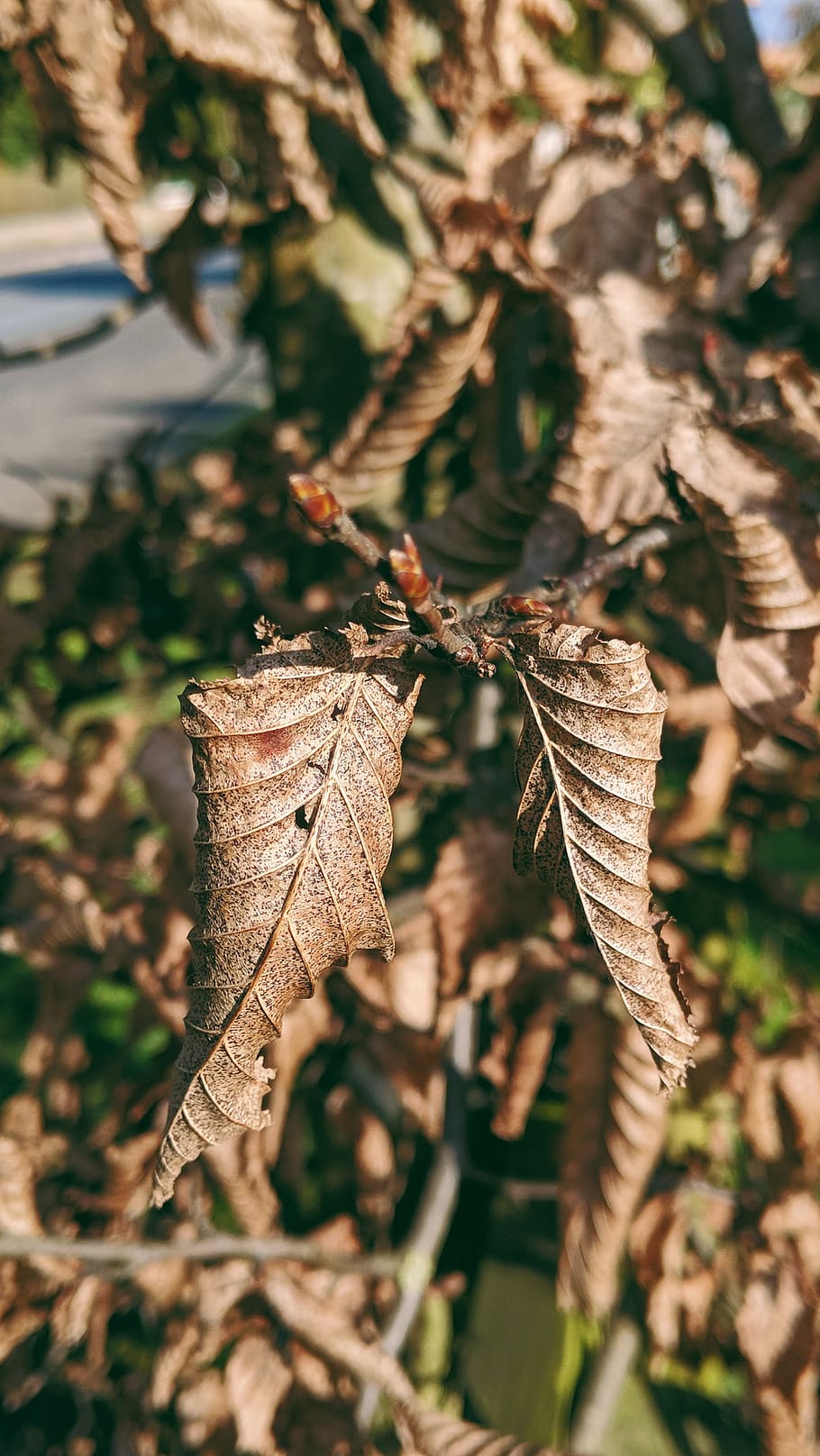 leaf, plant part, dry, nature, close-up, day, no people, sunlight HD wallpaper