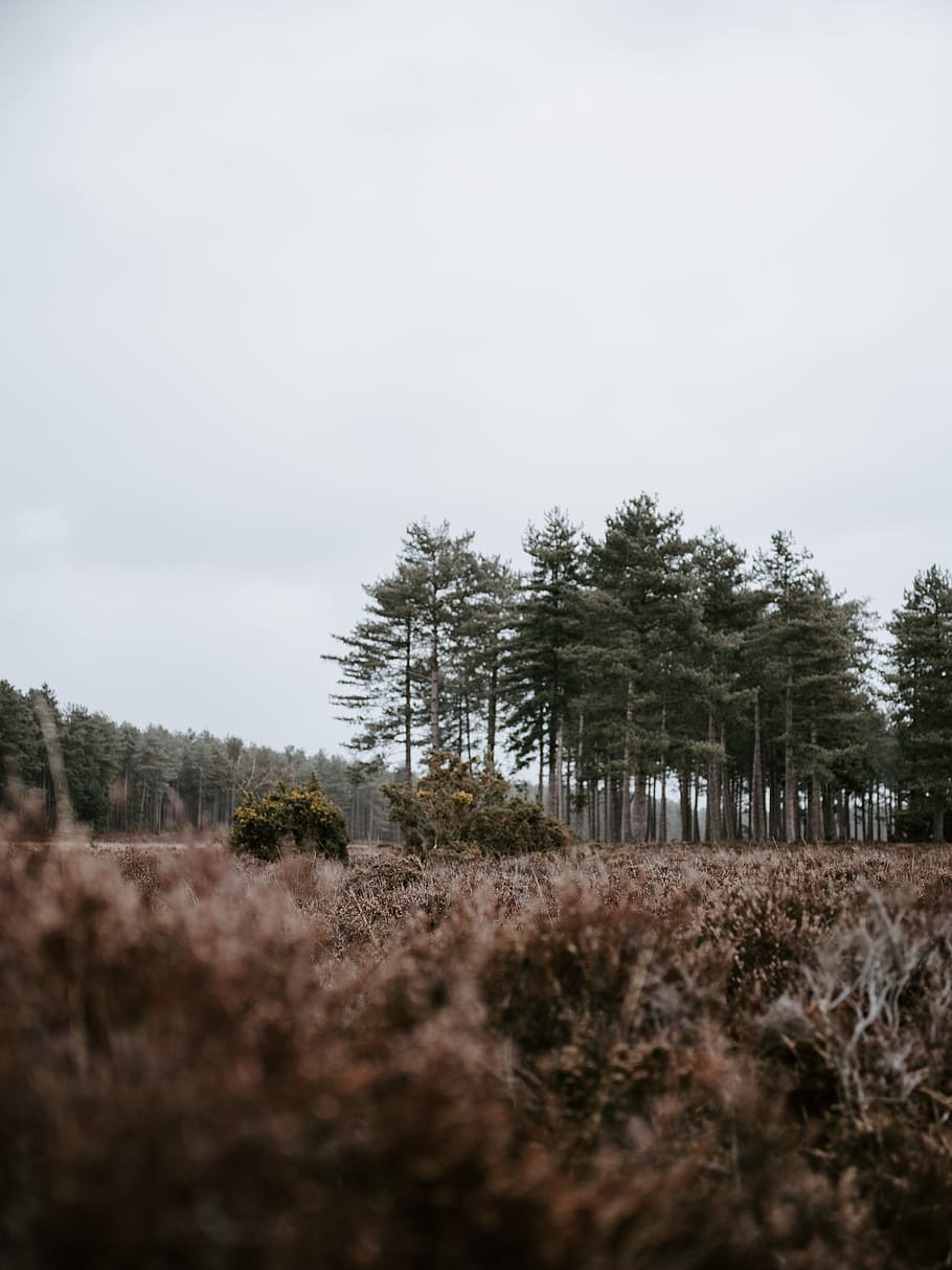 green-leafed pine trees, plant, sky, growth, land, nature, tranquility HD wallpaper