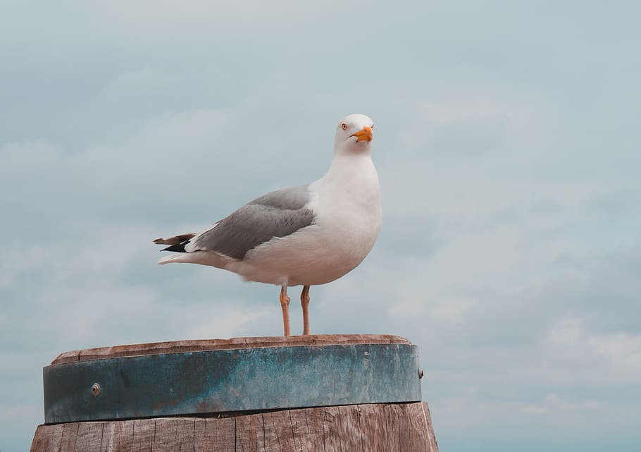 white pigeon, bird, seagull, animal, grey, beak, head, grass HD wallpaper