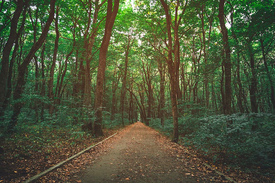 Pathway Between Trees, daylight, forest, woods, plant, direction HD wallpaper
