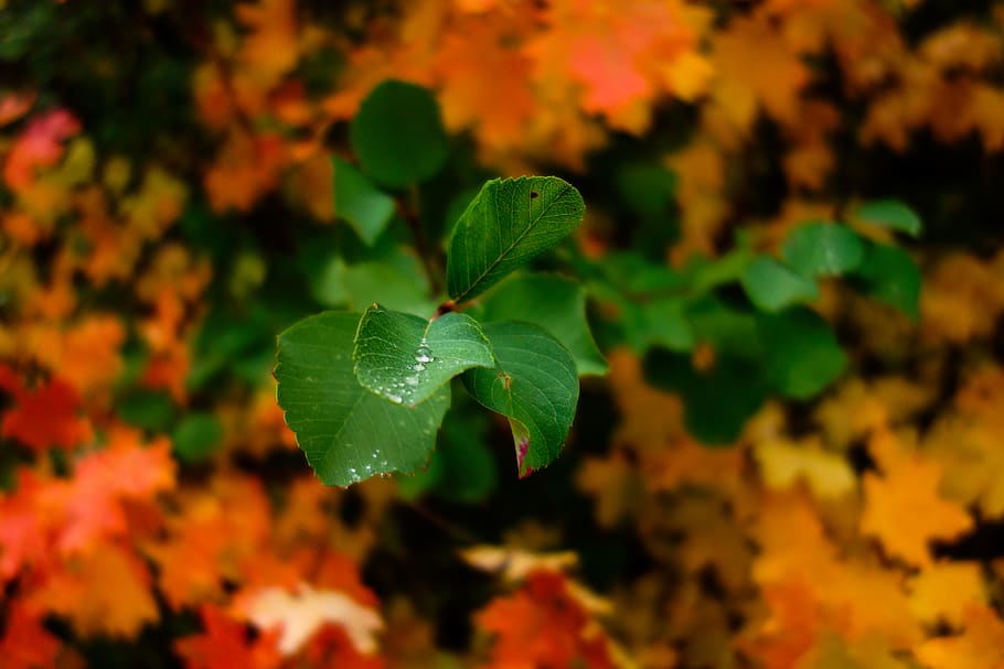 fall, autumn, leaf, leaves, autumn colors, fall colors, trees turning HD wallpaper