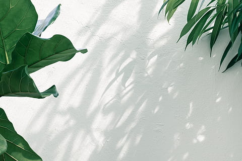 green-leafed plant, overgrown, wall, shadow, greenery, white HD wallpaper