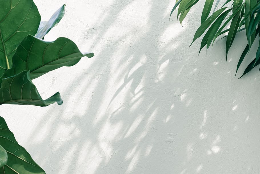 HD wallpaper: green-leafed plant, overgrown, wall, shadow, greenery, white  | Wallpaper Flare