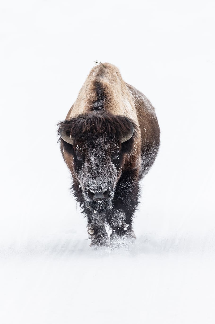 HD wallpaper: bison, buffalo, snow, bull, lone, eating, landscape, outdoors  | Wallpaper Flare