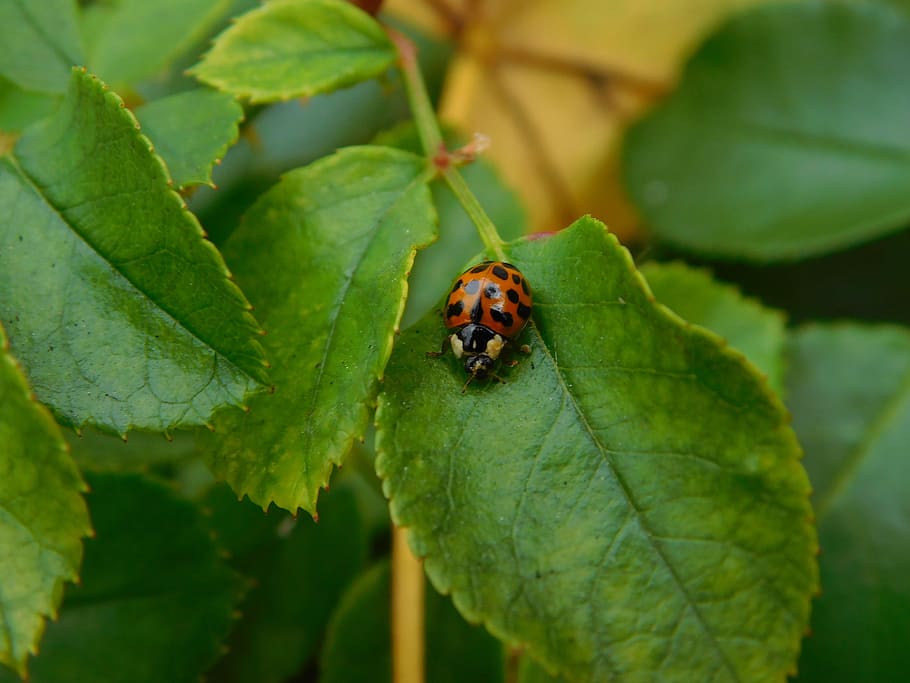 Red Ladybug on Leafed Plant, blur, bright, close-up, crawl, environment HD wallpaper