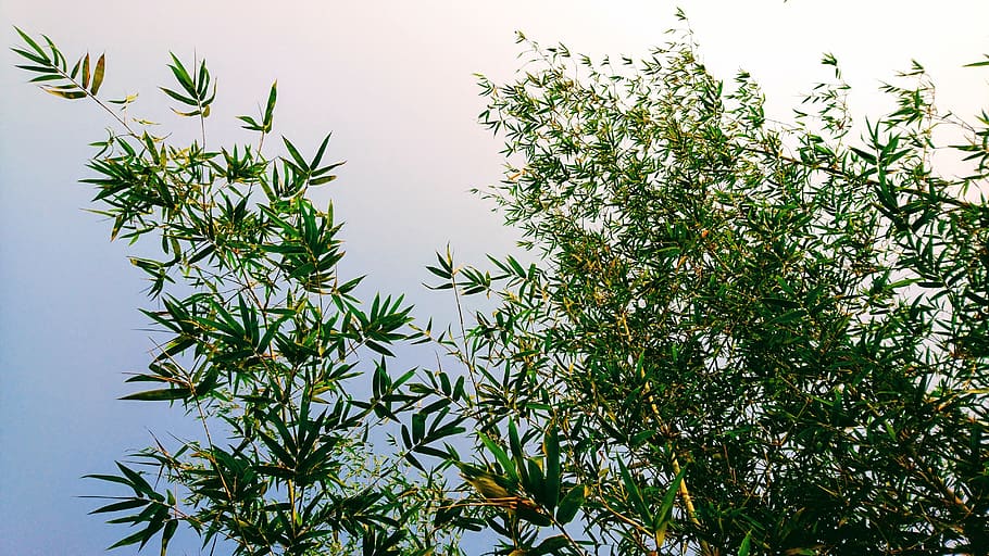 sky, bamboo, vietnam, plant, growth, green color, tree, beauty in nature HD wallpaper