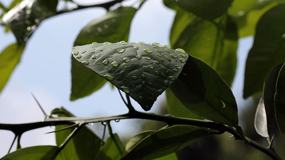 nepal, kathmandu, growth, plant, leaf, green color, plant part HD wallpaper