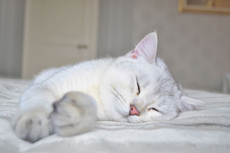 cat, kitten, white, portrait, domestic cat, pets, feline, domestic animals HD wallpaper