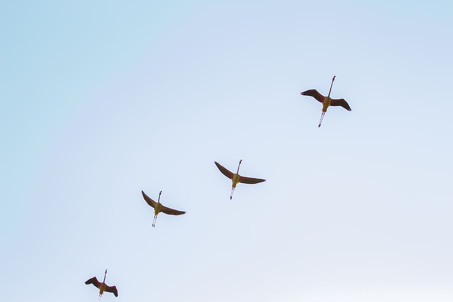 four black birds, flying, sky, vertebrate, animal wildlife, low angle view HD wallpaper