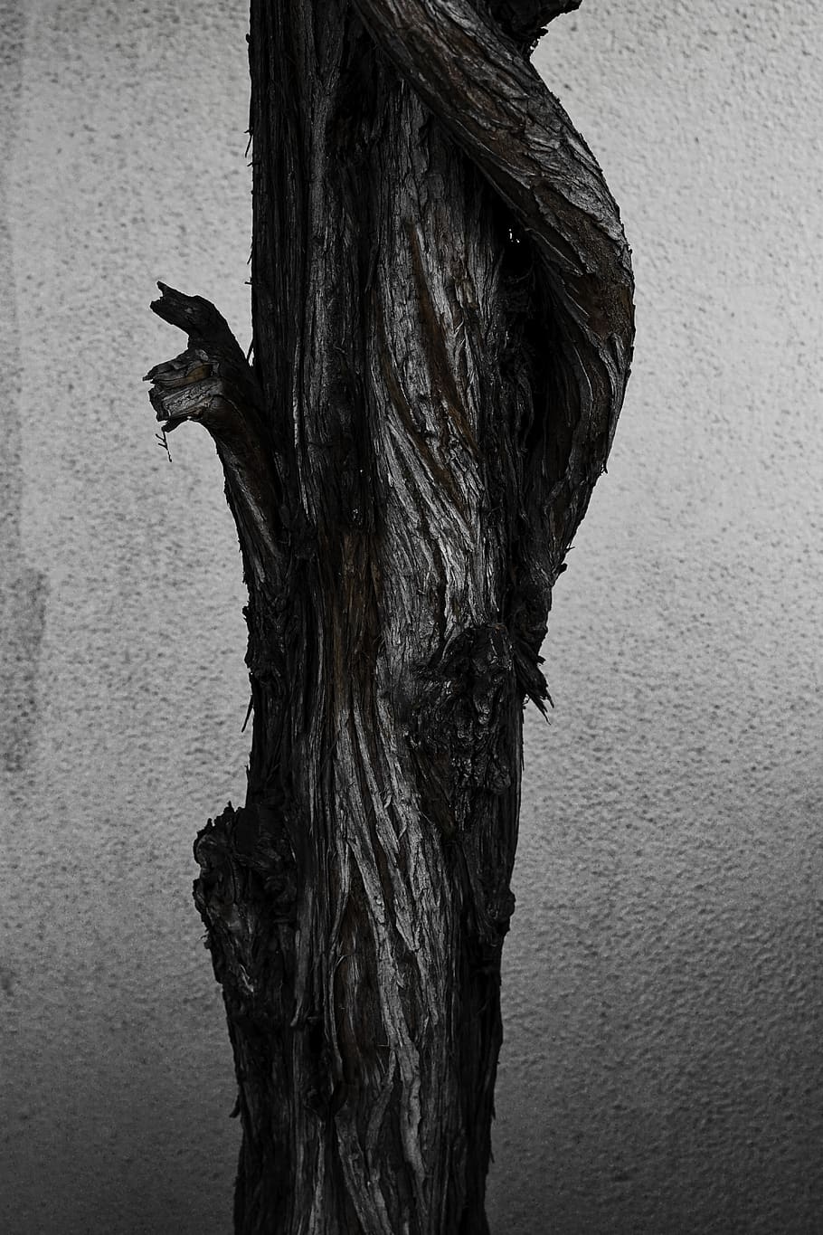 tree, plant, tree trunk, street, sony, bark, still life, wood HD wallpaper