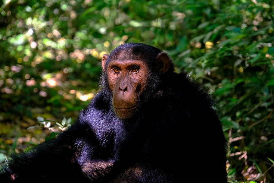 primate sitting on grass, monkey, animal themes, mammal, one animal HD wallpaper