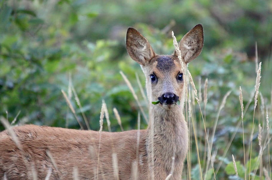nature, deer, forest, wild, fawn, landscape, path, spring, eat HD wallpaper