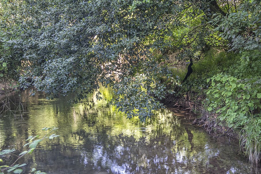 trees, water, lake, waterfront, plant, reflection, tranquility HD wallpaper