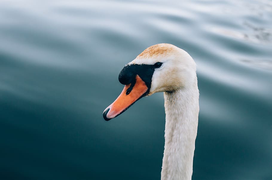 white, duck, swan, bird, animal, neck, beak, water, nature HD wallpaper
