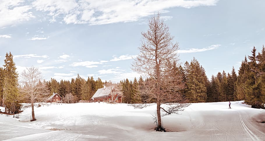 house, trees, winter, snow, plant, nature, outdoor, clouds HD wallpaper