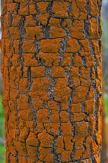 plant, tree, tree trunk, rug, wood, algae, hardwood, veins HD wallpaper