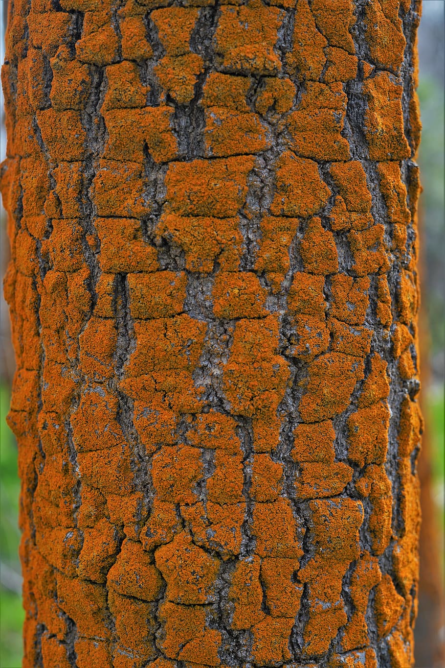 plant, tree, tree trunk, rug, wood, algae, hardwood, veins HD wallpaper