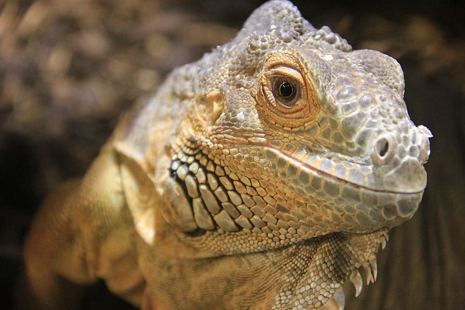 Brown Commodo Dragon, animal, blurred background, close-up, exotic HD wallpaper