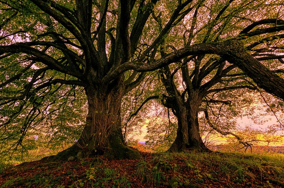trees, hill, old, nature, meadow, green, scenic, forest, landscape HD wallpaper