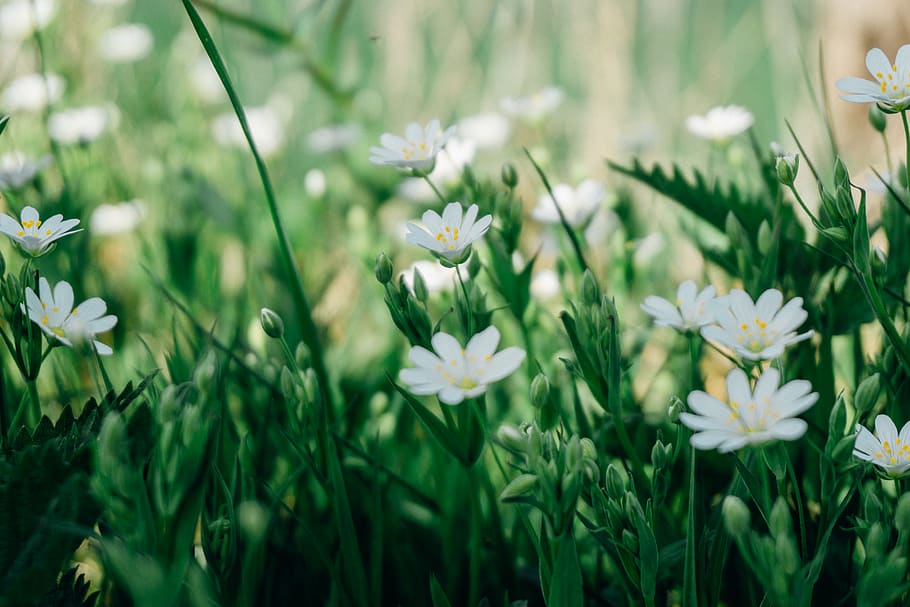 Selective Focus Photography of White Marguerite Daisy Flower HD wallpaper