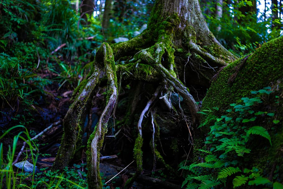 green leafed tree, forest, nature, outdoors, vegetation, flora HD wallpaper