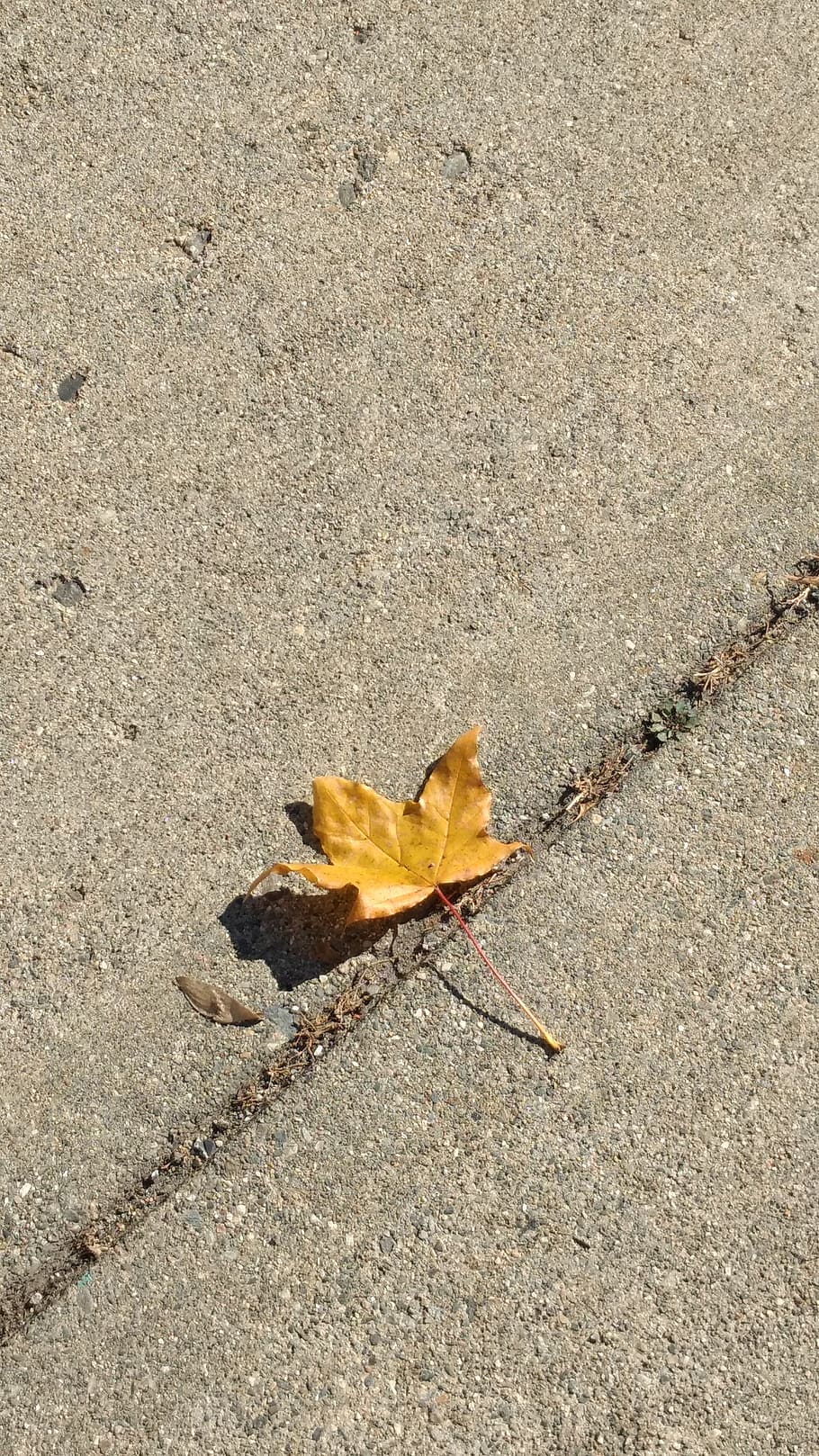 plant, leaf, tree, animal, invertebrate, insect, maple, maple leaf HD wallpaper