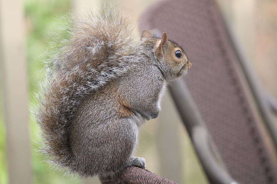 mammal, wildlife, squirrel, cute, nature, rodent, sit, outdoors HD wallpaper