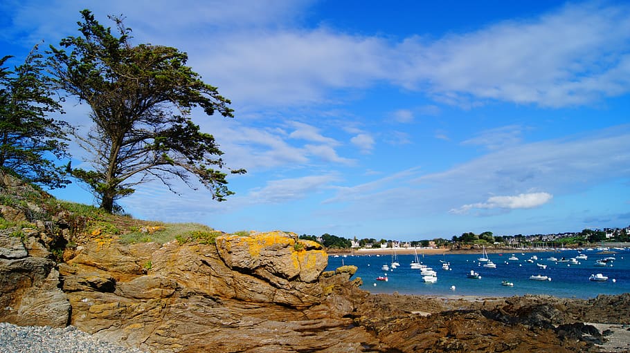 Two Trees on Rock Beside Body of Water, beach, clouds, coast HD wallpaper